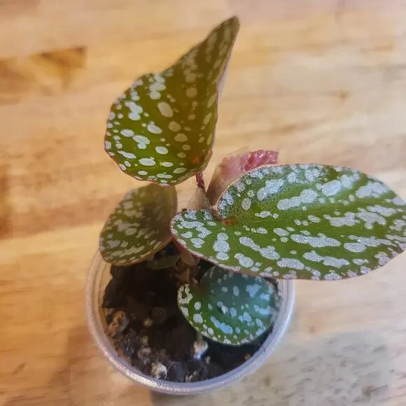 Begonia 'Maculata' polka dot begonia Small Plant - Picture 8 of 10
